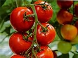 foto: jetzt Tomate - Harzfeuer F1 Hybrid - legendär - platzfest - krankheitsresistent - 10 Samen Online, bester Preis 1,95 € neu 2024-2023 Bestseller, Rezension