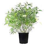 photo: You can buy Cornus ser. 'Baileyi' (Red Twig Dogwood) Shrub, white flowers, #3 - Size Container online, best price $41.55 new 2024-2023 bestseller, review