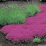 photo: You can buy 1000 Creeping Thyme Seeds - Thymus Serpyllum- Perennial Ground Cover online, best price $9.90 ($0.01 / Count) new 2024-2023 bestseller, review