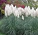 photo Outsidepride White Ornamental Pampas Grass Plant Seeds - 1000 Seeds 2024-2023