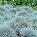 photo 200 Seeds of Ornamental Grass Séẹd - Fescue Elijah Blue Séẹds - 200 Séẹds 2024-2023