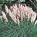 photo Outsidepride Pink Pampas Ornamental Grass Plant Seeds - 1000 Seeds 2024-2023