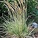 photo Perennial Farm Marketplace Calamagrostis a. 'Overdam' (Feather Reed) Ornamental Grasses, Size-#1 Container, Variegated Foliage Yellow Spikes 2024-2023