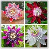 photo: You can buy 50pcs Passion Flower Seeds Garden Rare Passiflora Incarnata Potted Plants Seeds online, best price $9.00 ($0.18 / Count) new 2024-2023 bestseller, review