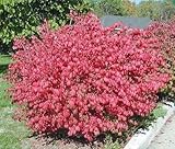 photo: You can buy 10 Dwarf Burning Bush Hardy Shrub Plants-Euonymus alatus Hardy Shrub Plants online, best price $49.95 ($5.00 / Count) new 2024-2023 bestseller, review