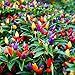 photo CEMEHA SEEDS - Indoor Masquerade Ornamental Pepper Mix for Pots Non GMO Vegetable for Planting 2024-2023