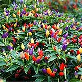 photo: You can buy 50PCS Garden Ornamental Hot Pepper Seed Organic Chilli Pepper Seeds online, best price $4.39 ($0.09 / Count) new 2024-2023 bestseller, review