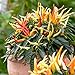 photo Medusa,Edible Ornamental Pepper -(Capsicum Annuum ) 10 Seeds 2024-2023