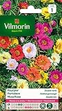 photo: acheter Vilmorin 5633441 Pourpier à Grande Fleur Double varie, Multicolore, 90 x 2 x 160 cm en ligne, meilleur prix 2,50 € (11,90 € / kg) nouveau 2024-2023 best-seller, examen