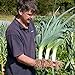 photo Seeds4planting - Seeds Onion Leek Giant Vegetable Heirloom 2024-2023