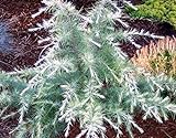 photo: You can buy Silver Mist Deodar Cedar - Dwarf Shrub With White-Tipped Leaves - 3 -Year Live Plant online, best price $49.97 new 2024-2023 bestseller, review