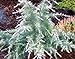 photo Silver Mist Deodar Cedar - Dwarf Shrub With White-Tipped Leaves - 3 -Year Live Plant 2024-2023