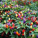 photo: You can buy MOCCUROD 50pcs Pepper Ornamental Floribela Plant Seeds online, best price $7.99 ($0.16 / Count) new 2024-2023 bestseller, review