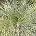 photo Outsidepride Carex Comans Frosted Curls Ornamental Grass Seed - 200 Seeds 2024-2023