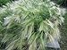 photo Ornamental Grass,Hordeum jubatum ,Squirrel-tail Grass,Foxtail Barley 500 Seeds 2024-2023