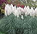 photo Giant White Pampas Grass Seeds - 500 Seeds - Ships from Iowa, Made in USA - Ornamental Landscape Grass or Privacy Plant 2024-2023