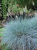 photo: You can buy Perennial Farm Marketplace Festuca g. 'Elijah Blue' (Fescue) Ornamental Grass, Size-#1 Container, Bluish Gray Foliage online, best price $14.95 new 2024-2023 bestseller, review