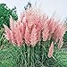 foto 3 x Cortaderia selloana ‚Rosea' 1 Liter (Ziergras/Gräser/Stauden) Pampasgras ab 3,19 € pro Stück 2024-2023
