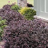 photo: You can buy Purple Diamond Loropetalum (2 Gallon) Flowering Evergreen Shrub with Purple Foliage and Pink Blooms - Full Sun to Part Shade Live Outdoor Plant - Southern Living Plants… online, best price $36.98 new 2024-2023 bestseller, review
