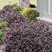 photo Purple Diamond Loropetalum (2 Gallon) Flowering Evergreen Shrub with Purple Foliage and Pink Blooms - Full Sun to Part Shade Live Outdoor Plant - Southern Living Plants… 2024-2023