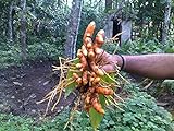 photo: You can buy Turmeric (rhizome) Grow Your own ,Grow Indoors or Outdoors online, best price $8.90 new 2024-2023 bestseller, review