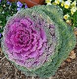 photo: You can buy CEMEHA SEEDS - Flowering Kale Fringed Mix Ornamental Cabbage Non GMO Vegetable for Planting online, best price $6.95 ($0.07 / Count) new 2024-2023 bestseller, review