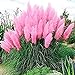 photo Pink Pampas Grass Seeds - 100 Seeds - Ornamental Grass for Landscaping or Decoration - Made in USA 2024-2023