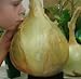 foto NUOVI 50 semi - semi di cipolla gigante. Ailsa Craig scozzese cimelio un seme onion.Vegetable enorme. Spedizione gratuita 2024-2023