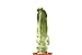 foto PIANTE GRASSE VERE RARE Lophocereus Schotti V.Maior Mostruoso in vaso coltivazione 16cm Produzione viggiano Cactus Succulente 2024-2023