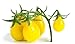foto Semi di pomodoro di pera gialla - Lycopersicon esculentum 2024-2023