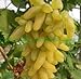 foto Pinkdose bonsai Uva rara 30 pz/pacco Piante da cortile, frutta deliziosa, dito d'oro Uva Decorazione da giardino Fiore bonsai: 14 2024-2023