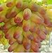 foto Pinkdose Piante da cortile bonsai, frutta deliziosa -, uva d'oro 30 pezzi/confezione: 2 2024-2023