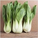 foto: acquista Pacchetto di 300 semi, Pak Choi bianco Stem Semenza di cavolo (Brassica rapa) on-line, miglior prezzo EUR 10,99 nuovo 2024-2023 bestseller, recensione