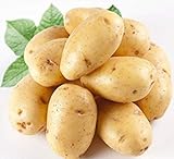 foto: acquista PlenTree 120 pezzi di patate Semi Antirughe nutrizione verde vegetale per il giardino domestico che pianta i semi di patate assorbendo la radiazione on-line, miglior prezzo  nuovo 2024-2023 bestseller, recensione