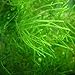 foto Tropica - Taxiphyllum barbieri 1-2 Grow (Java Moss) - Piante d'acquario 2024-2023