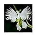 foto Semi di Raduga, AUTFIT Giapponese Egretta Bianca Piante di Orchidee Semi di Fiori per Bonsai, Giardino, Cortile （100pcs） 2024-2023