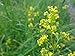 foto Shoopy Star 200 semi di NT di ravanello bianco lungo Ghiacciolo/Orto Verdure Piante 2024-2023