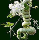 foto: acquista Vista Semi di zucca a serpente lunghi come frutti di serpente e verdure a circa 1,5 m Semi di zucca stagioni facili fagioli di serpente commestibili on-line, miglior prezzo EUR 9,99 nuovo 2024-2023 bestseller, recensione