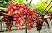 foto Pinkdose Semi d'uva, Arcobaleno anziani Cortile piante, semi delizioso frutto, 100 particelle/bag: 6 2024-2023