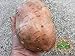 foto Perdita di promozione! semi di patata dolce, Batata Mameya di Prorganics 20pcs 2024-2023