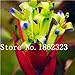 foto Pinkdose 100 Pz Rare Bromeliad Vegetable Seeds e Frutta Giardino Piante succulente Mini Cactus Pots Crescita Naturale per la casa Giardino delle Piante: 19 2024-2023