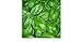 foto BASILICO GENOVESE 270 SEMI foglia larga PESTO LIGURE Basil pianta erba aromatica 2024-2023