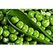 foto SEMI PLAT FIRM-dolci semi di pisello, piselli, piselli dolci frutta e verdura resistenti pianta in vaso verdura biologica 10 semi/pacchetto 2024-2023