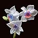 foto Ncient 100 Semi Sementi Narciso Daffodil 11 Colori Semi di Fiori Rari Profumati per Orto Giardino Balcone Interni ed Esterni 2024-2023