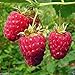 foto Shoppy Star: Shoppy Stella: 25 Seeds: Lampone impianto semi-Rubus Idaeus- cespuglio di frutta - Giant dolce rosso brillante bacche (25 Seeds) 2024-2023