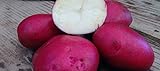 foto: acquista PLAT FIRM Germinazione dei semi: patate da semina 1 libbra Colorado Rose - organici non OGM -Spring IMPIANTO on-line, miglior prezzo EUR 18,12 nuovo 2024-2023 bestseller, recensione