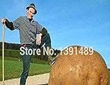 foto: acquista PLAT firm-SEMI gigante patata dolce Seeds Salute Antirughe nutrizione Verde Verdura seme per il giardino domestico 50Pcs / Bag on-line, miglior prezzo EUR 15,89 nuovo 2024-2023 bestseller, recensione
