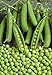 foto Pinkdose bonsai 20 pc/sacchetto semi di fagiolo Piselli Alpha russo Organic Heirloom semi di verdure per la semina giardino di casa 2024-2023