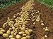 foto Bloom Green Co. 100pcs Giant & amp; I semi di patate viola anti-rughe Nutrizione verde vegetale per il giardino domestico di semina di piante di patate giardino rare: 4 2024-2023