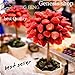 foto Portal Cool Cioccolato: Semi di fragola piante d'Albero e rari Home giardino Bonsai di frutta 100Pcs 2024-2023